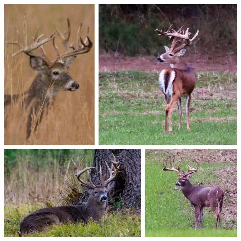 wildlife collage