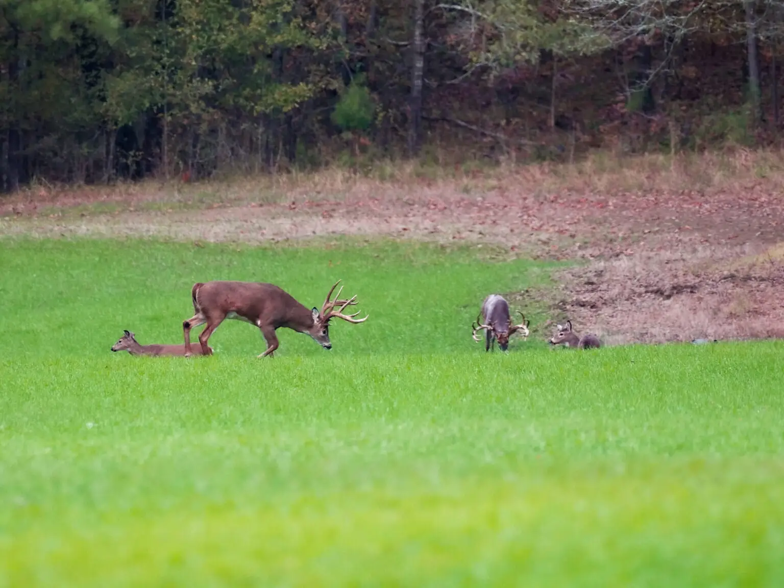 group of bucks and doe