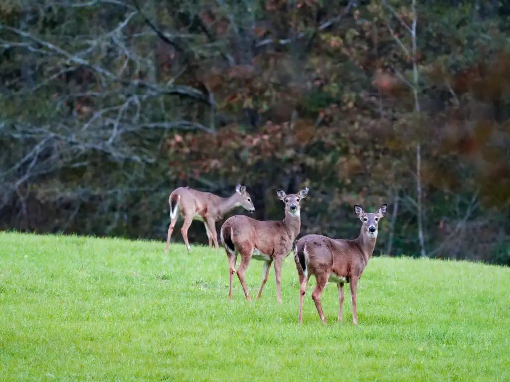 group of doe
