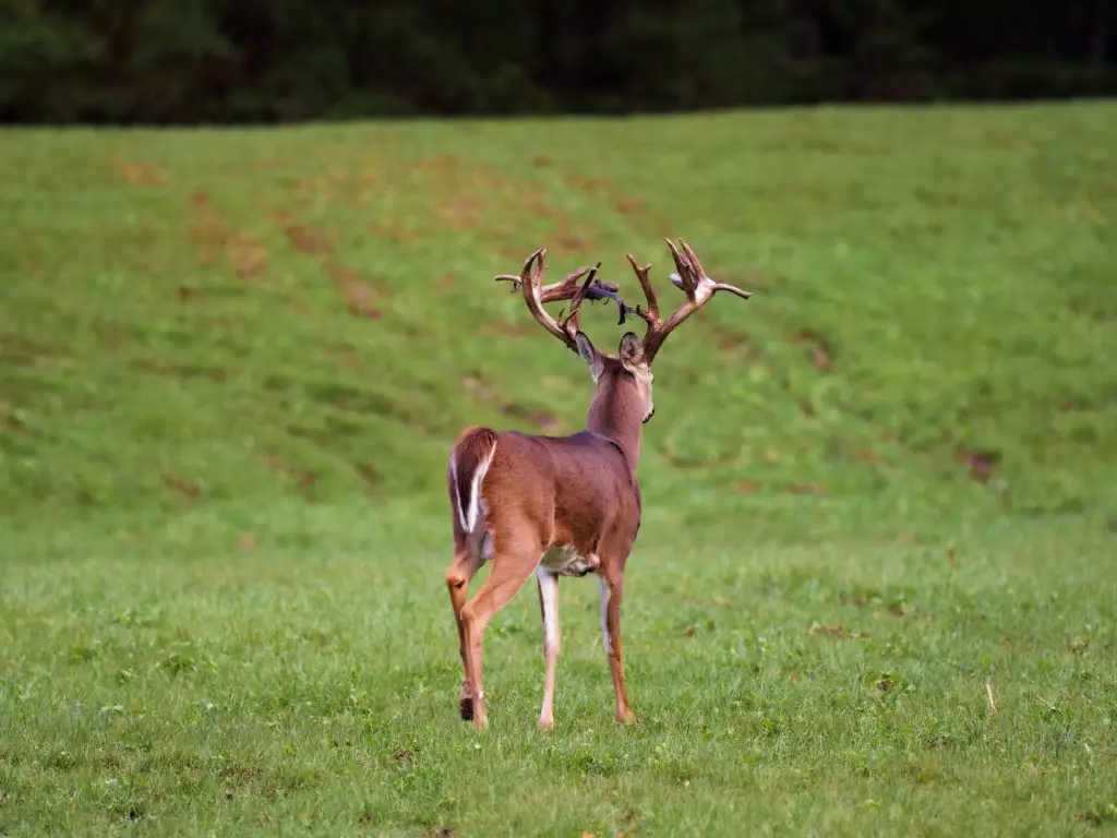 buck walking in field