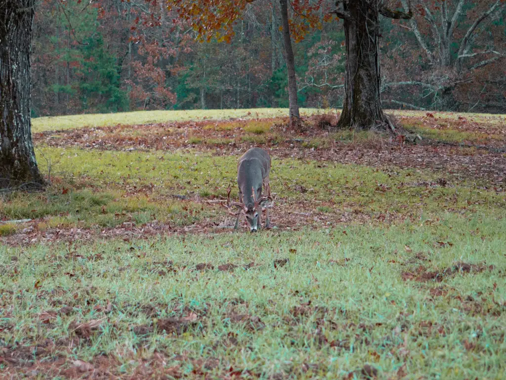 buck eating in a field